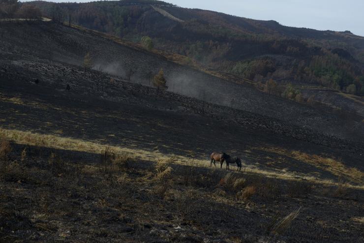 Cabalos nunha ladeira calcinada tras o paso do lume, na serra de San Mamede, en Ourense 
