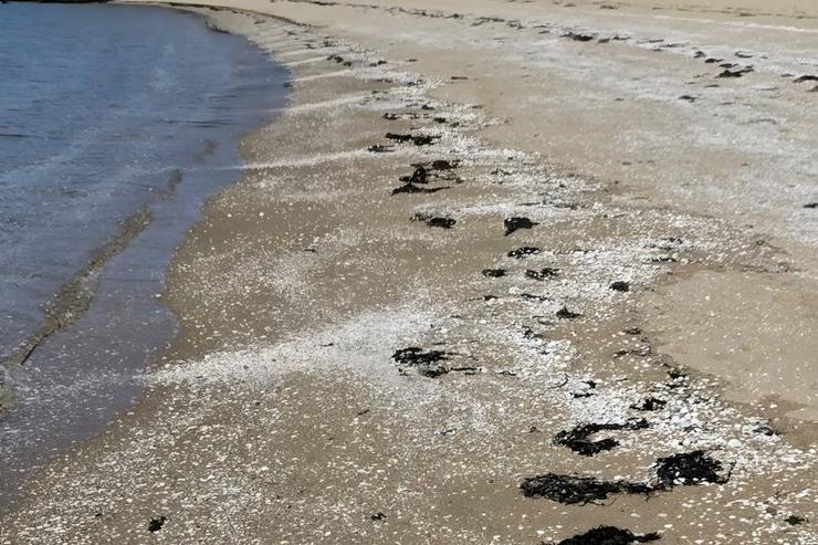 Praia galega cuberta de cunchas no outono 