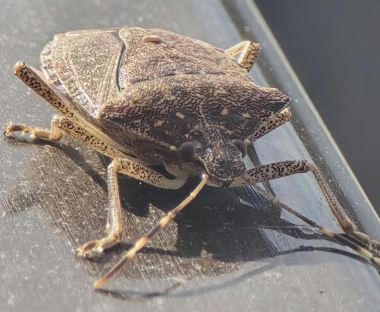 Chincha marrón fedorenta ('Halyomorpha halys') 