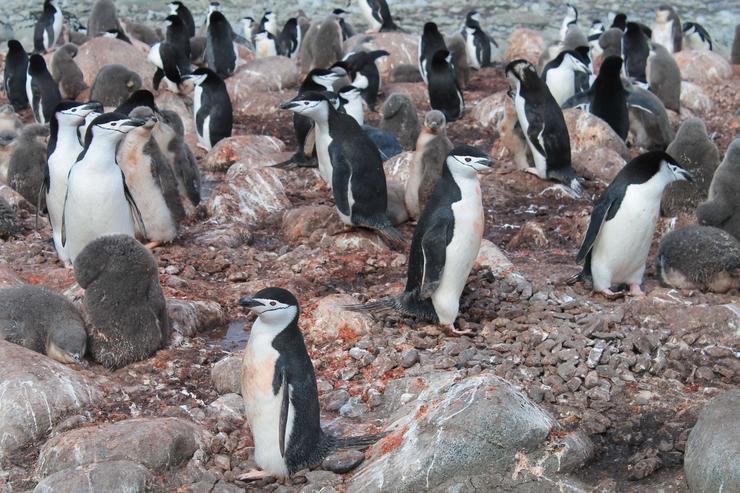 Grupo de pingüíns. CSIC 