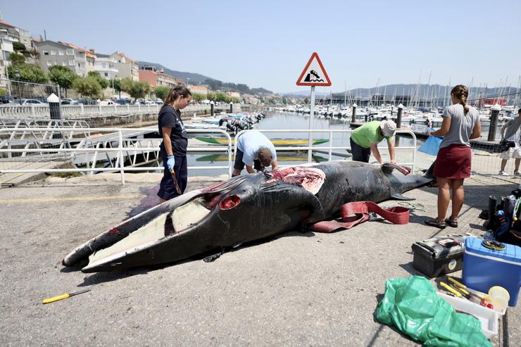 Técnicos da Coordinadora para o Estudo dos Mamíferos Mariños xunto ao cadáver dunha balea no porto de Combarro, a 12 de xullo de 2022 / Beatriz Ciscar - Arquivo