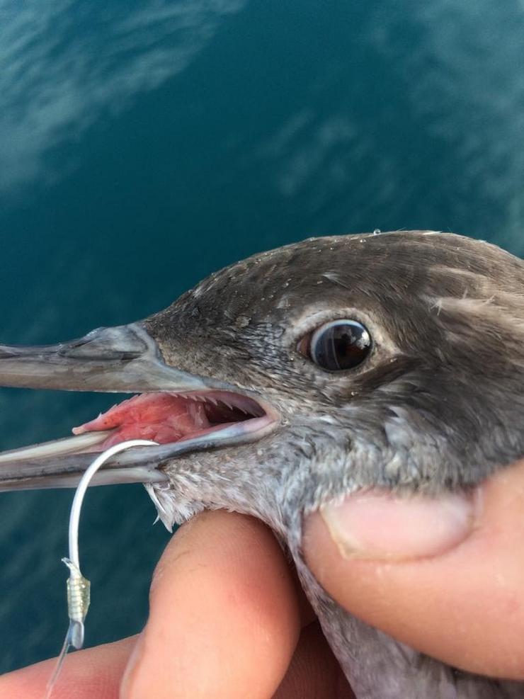 Arquivo - Ave mariña atrapada en arte de pesca. SÉ BRIDLIFE - Arquivo / Europa Press