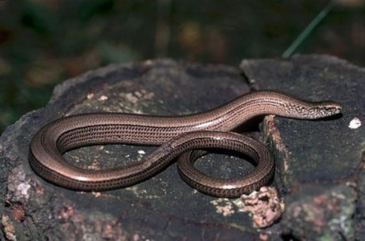 Anguis fragilis / Ríos Galegos