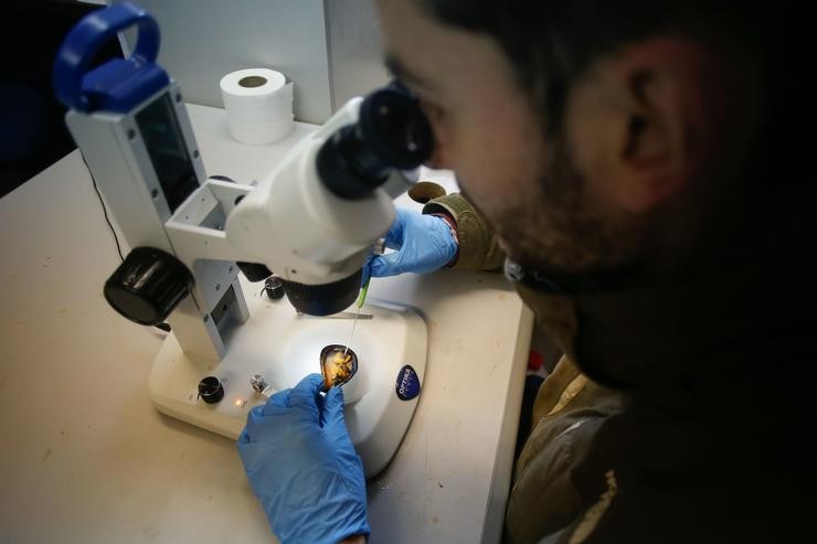 Ribadeo, Lugo. Daniel Prieto, biólogo da confraría de pescadores de Ribadeo, Lugo, atopou o mes pasado o primeiro exemplar de planaria "Postenterogonia orbicularis" no interior dun mexillón asentado no pantalán do porto ribadense.. CARLOS CASTRO/EUROPA PRESS / Europa Press