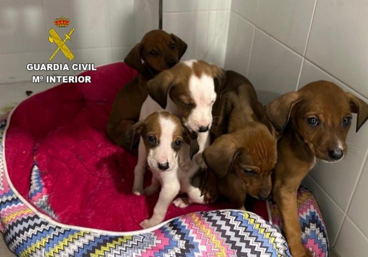Cachorros abandonados na Guarda.. GARDA CIVIL / Europa Press