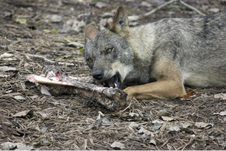 Lobo comendo carne, en imaxe de recurso 