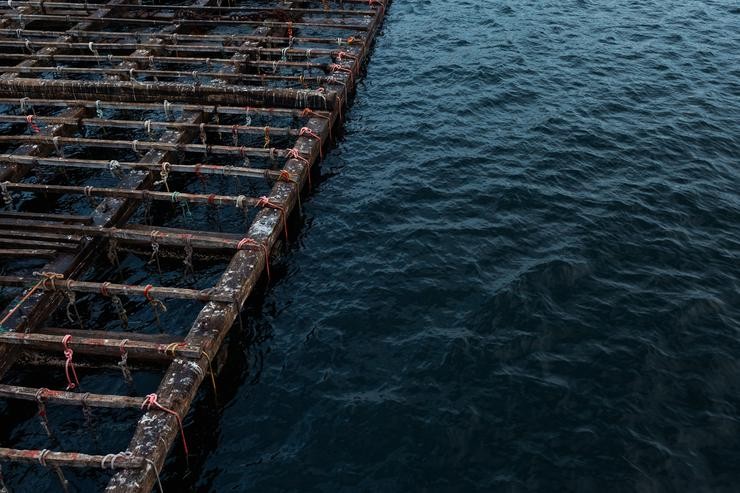 Arquivo - Unha batea para pescar mexillóns, a 2 de setembro, en Pontevedra, Galicia (España). A alta temperatura da auga, sen vento norte e a continua desova do mexillón alarman aos 'bateeiros'. O sector explica que a cuncha ten 'un bo crec. Agostime - Europa Press - Arquivo 
