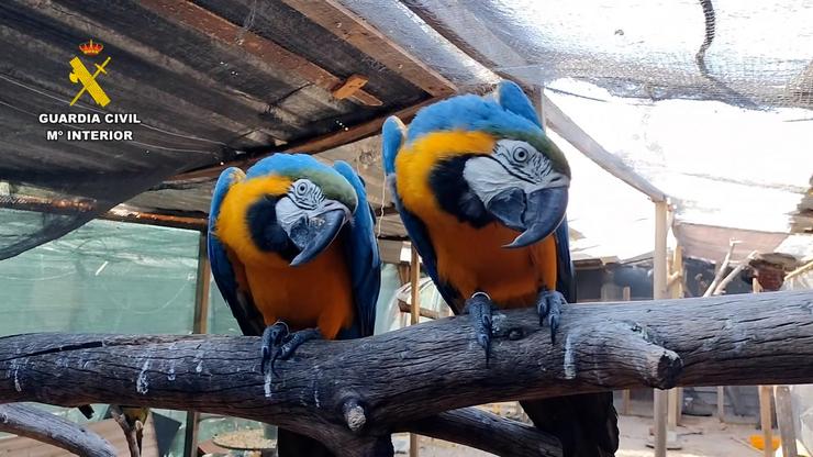 No marco da operación Namib foron incautados ao redor dunha trintena de exemplares de fauna protexida, na súa maioría aves exóticas / Garda Civil