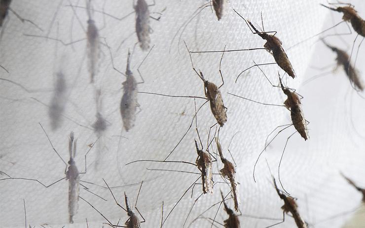 Praga de mosquitos / Commons