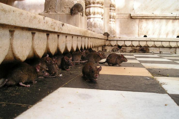 Praga de ratas 