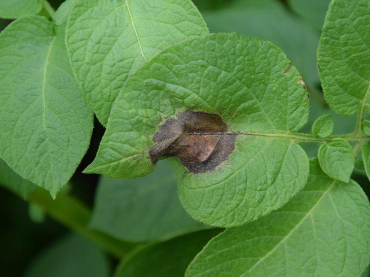 Follas de plantas de pataca afectadas polo mildiu 