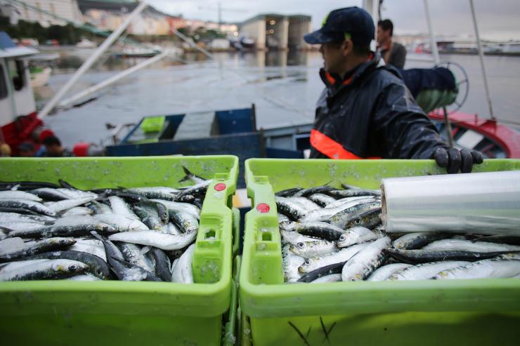 Caixas de sardiñas á súa chegada ao porto de Burela 