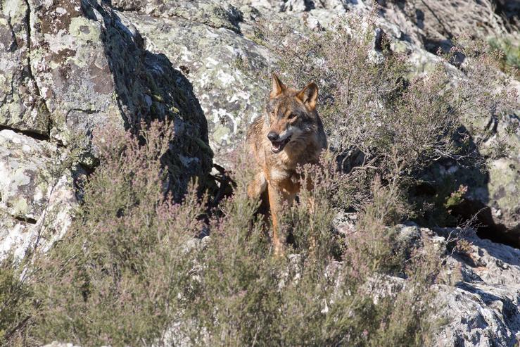 Arquivo - Un lobo ibérico do Centro do Lobo Ibérico en localidade de Robledo de Sanabria, en plena Serra da Culebra (lugar de maior concentración deste cánido no Sur de Europa). O Centro alberga 11 exemplares deste animal en situación de semi. Carlos Castro - Europa Press - Arquivo / Europa Press