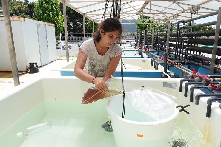 Investigadores vigueses estudan como as ondas de calor mariñas afectan ao equilibro dos ecosistemas oceánicos 