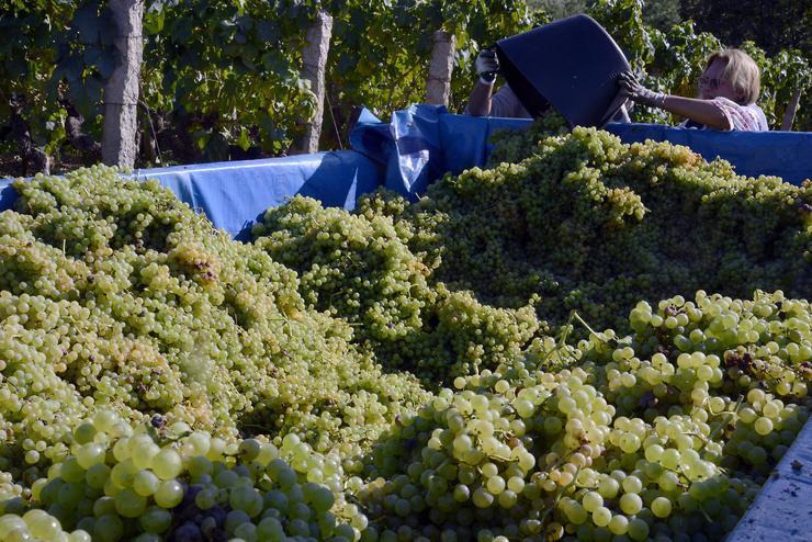 Vendima e carga de uvas en colector nunha das viñas que abastecen á adega Pazo do Mar en Feá, a 8 de setembro de 2023, nel Olivar, concello de Toén 