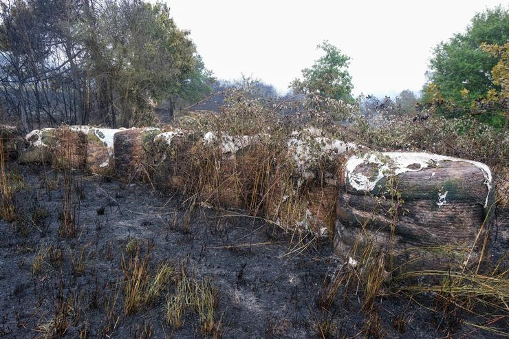 Terreo queimado, tras estabilizar o incendio, a 17 de xullo de 2025, en Lalín, Pontevedra, Galicia (España). O incendio rexistrado ás 13.07 horas da tarde de onte, 16 de xullo, na parroquia de Maceira,, foi estabilizado ás 19.44 horas e o s. César Arxina - Europa Press 