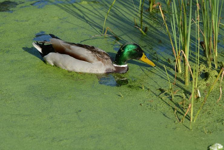 Ánade real nadando sobre a capa verde na lagoa da Congorza