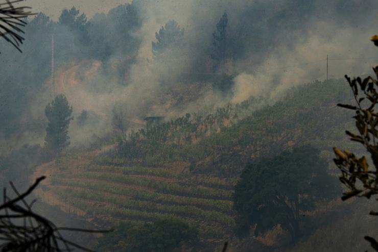 Vista dunha viña en Valdeorras, afectada o lume, a 16 de agosto de 2025, na Rúa, Ourense, Galicia (España).. Rosa Veiga - Europa Press