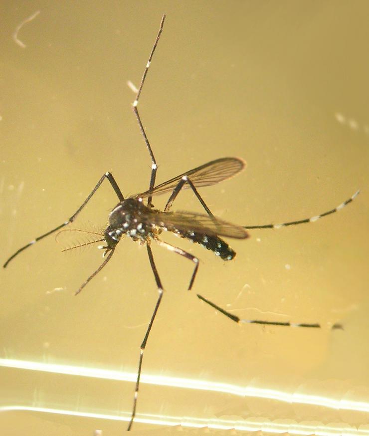 Arquivo - Mosquito tigre. GVA - Arquivo / Europa Press