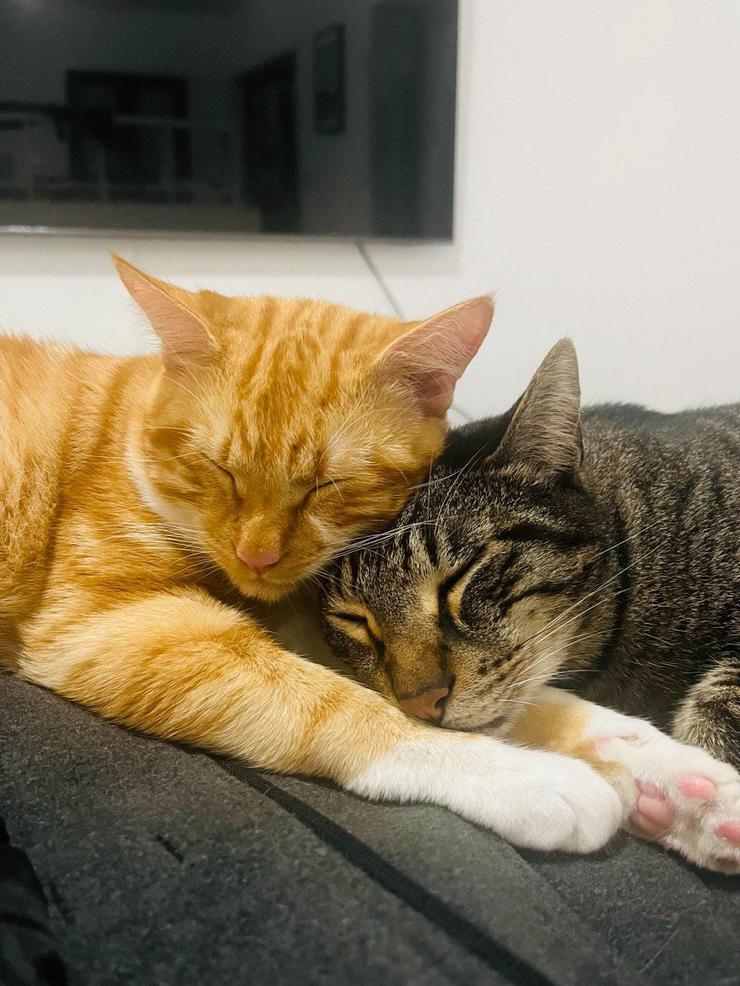 Ratchet e Tikki, gatos de Miguel 