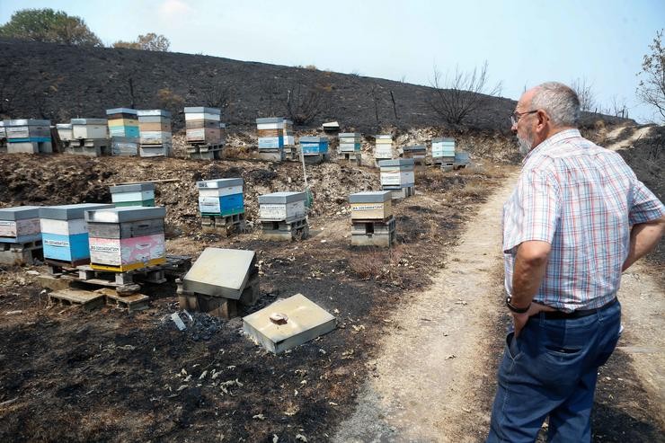 O alcalde da Gudiña, Néstor Ogando, visita as súas colmeas queimadas polos incendios. Carlos Castro - Europa Press
