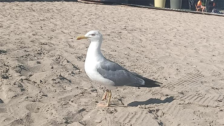 Gaivota na praia 