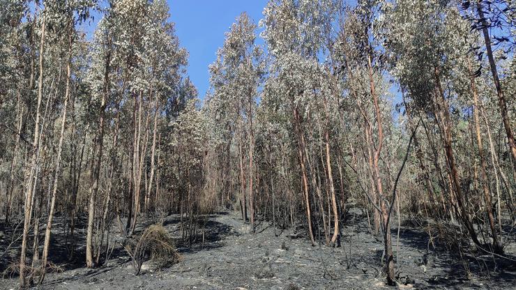 Así queda o monte despois dun incendio forestal 