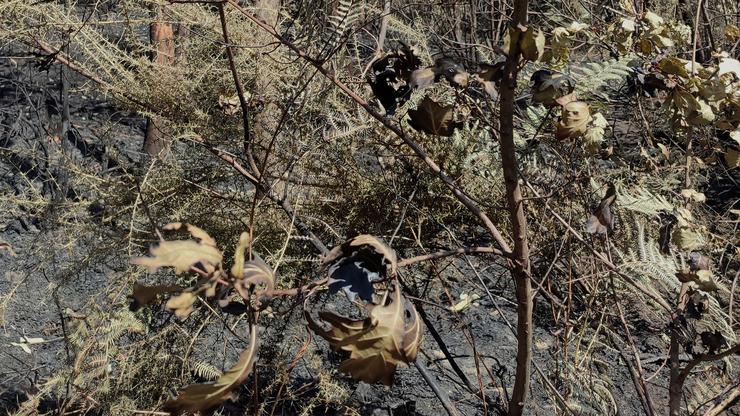 Así queda o monte despois dun incendio forestal 