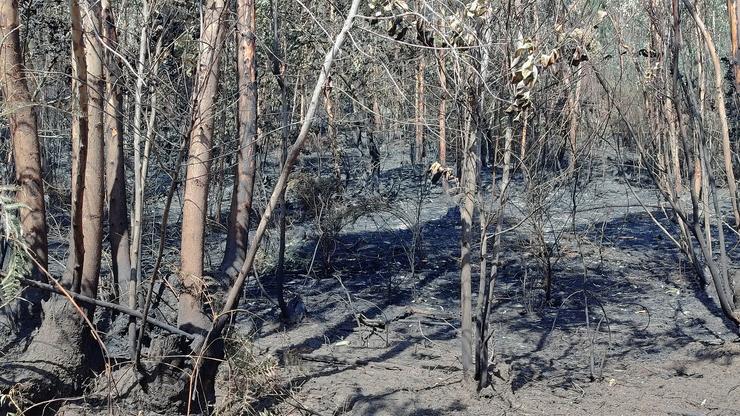 Así queda o monte despois dun incendio forestal 
