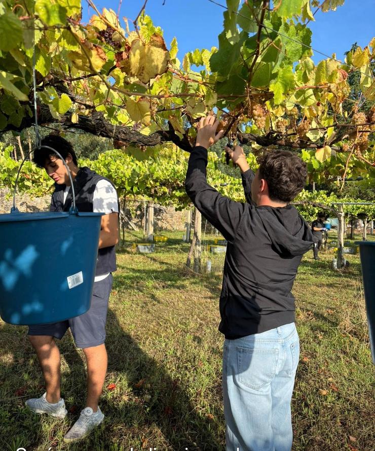 Recollida da uva na campaña da vendima. DENOMINACIÓN DE ORIXE RÍAS BAIXAS 
