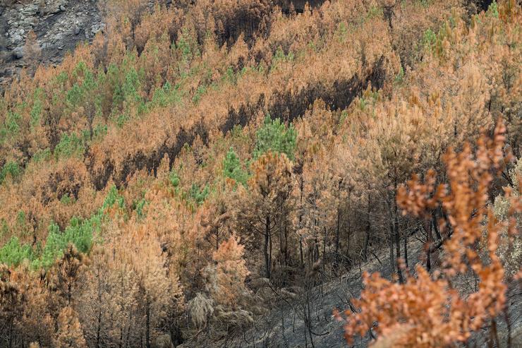 Efectos do incendio de Larouco. Carlos Castro - Europa Press 