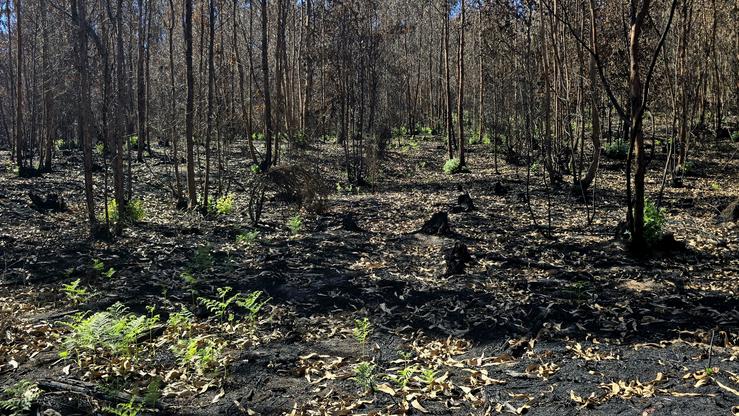Fieitos medrando despois dun dos incendios forestais que arrasou Galicia neste verán de 2025 