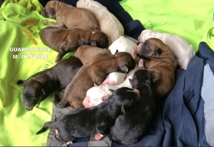 A Garda Civil investiga a un veciño de Tomiño por un delito de malos tratos animais, por supostamente enterrar vivos a varios cachorros de can 