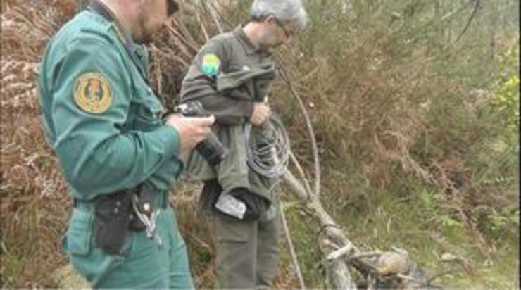 Seprona e gardas da Xunta investigando as mortes destes animais/ Axena
