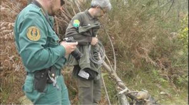 Seprona e gardas da Xunta investigando as mortes destes animais