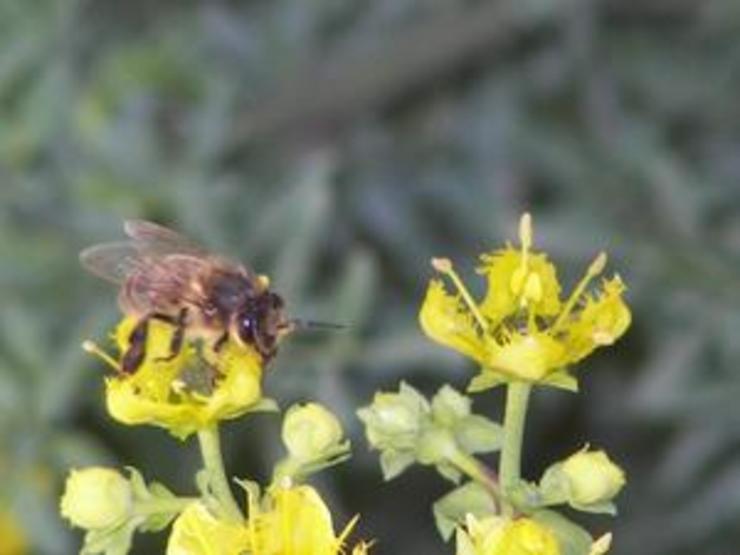 Ese pesticida afecta á colonia de abellas