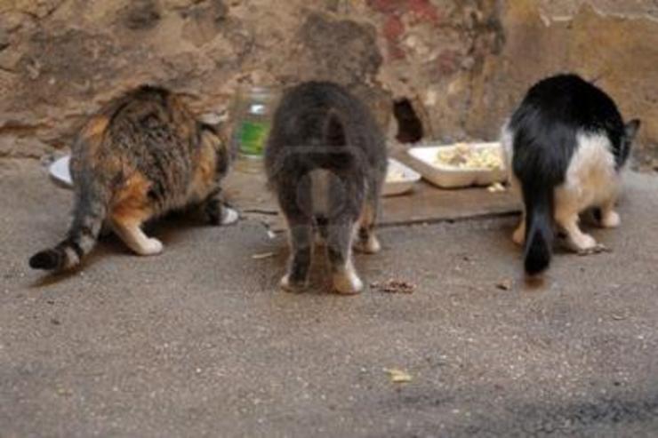 Gatos comendo na rúa