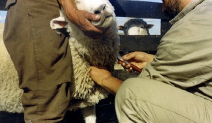 Veterinario aplicando unha vacina a unha ovella /ozonoterapia