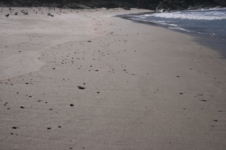 As galletas de chapapote seguen chegando ás praias galegas