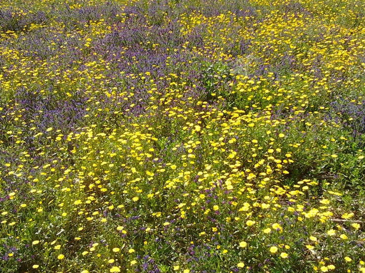 flores