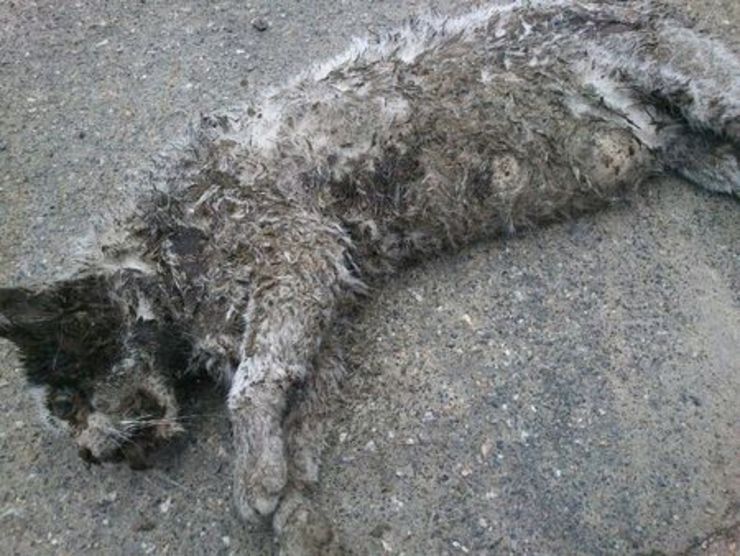 Un dos gatos mortos no porto coruñés/ Pacma
