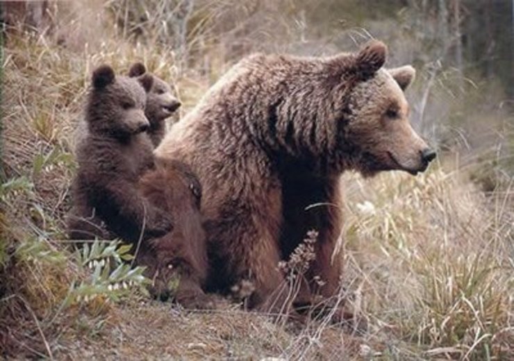 Familia de osos pardo