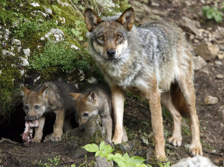 Unha femia de lobo cos seus cachorros.
