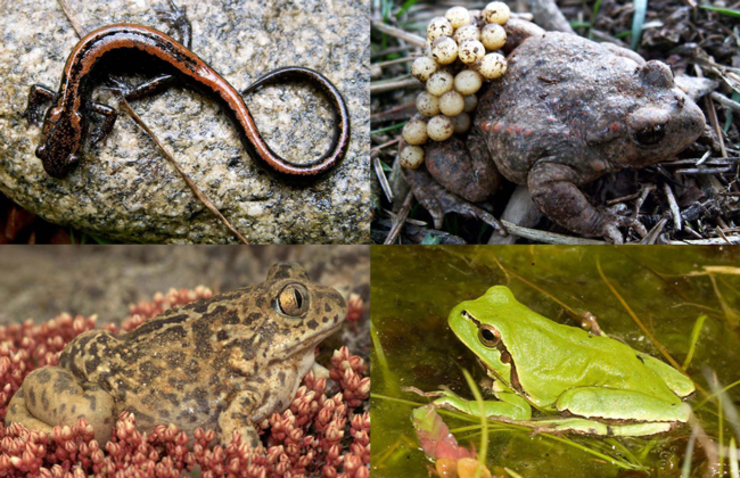 Rabilonga, Sapiño Comadrón, Sapo de Esporóns e a ra Estroza, parte da fauna anfibia galega afectada