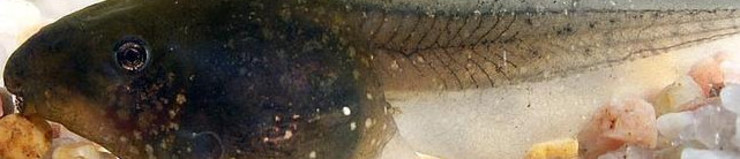 Larva de sapo de esporóns (Pelobates cultripes), recuperado lixeiramente en Galicia
