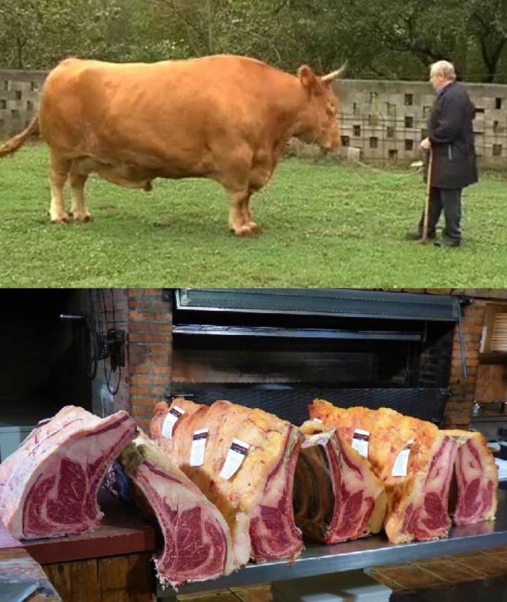Pezuñas, o boi de raza rubia galega que chegou aos 2.200 quilos Pezuñas, o boi de raza rubia galega que chegou aos 2.200 quilos