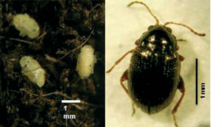 Larva e adulto da pulguiña da pataca