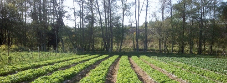 Finca de Fragaira, no catrastro municipal/ GC