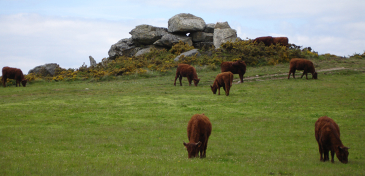 Vacas salers pacendo nos montes de Celanova