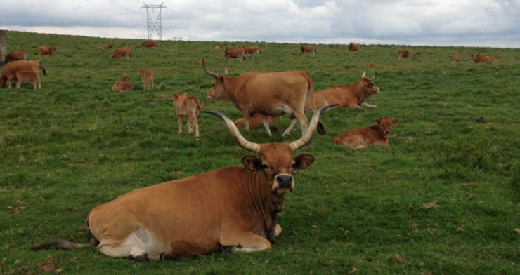 Vacas cachenas da Facenda O Agro no monte